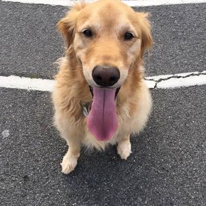 Meet your Posher, Ellen